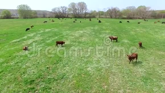 飞越一片牧场牧场上有一群牛被放牧鸟的视野视频的预览图