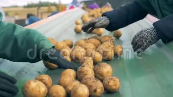 农场工人在一条移动线路上分类土豆关门视频的预览图