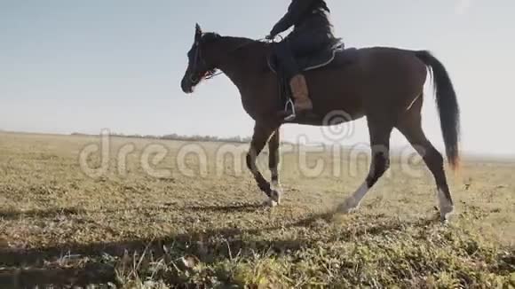 美丽的女人在日落场骑马棕马女牛仔视频的预览图