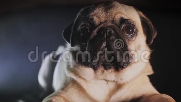 黑暗中一只可爱的小狗的肖像视频的预览图