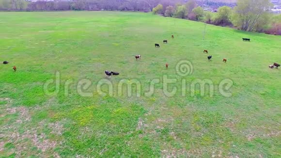 一群牛在地里吃草鸟的视野视频的预览图