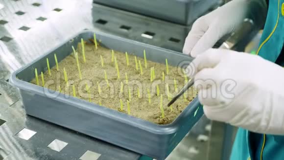 实验室工作人员戴着手套的双手在土壤中小盒子里实验室里评论生长着绿色嫩芽科学视频的预览图