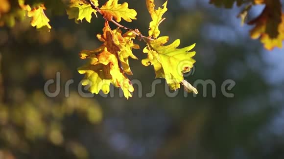 黄橡树的叶子在太阳上分枝视频的预览图