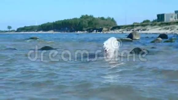 白狗跑过大海视频的预览图