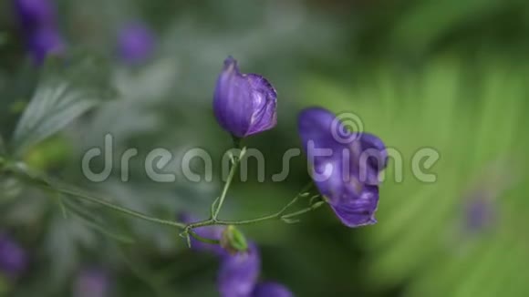 花园里盛开着美丽的紫色花朵夏日时光慢动作3840x2160视频的预览图