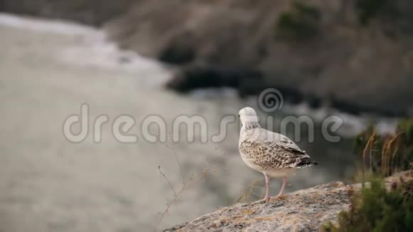 海鸥从岩石上起飞视频的预览图