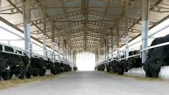 农业牲畜农场或牧场一个大牛棚谷仓奶牛大黑纯种繁殖公牛吃干草视频的预览图