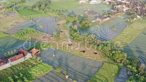 绿色水稻梯田和有农作物的农业用地有稻田的农田农村的农作物视频的预览图
