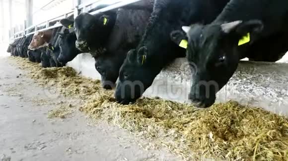农业牲畜农场或牧场一个大牛棚谷仓奶牛大黑纯种繁殖公牛吃干草视频的预览图
