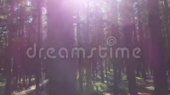 飞过松树从某种角度看夏天日落时无人驾驶飞机可以看到高大森林的松树视频的预览图