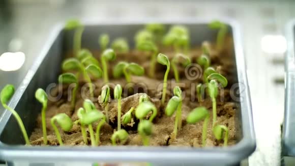 特写幼嫩的绿芽在泥土里落地生长的芽发芽的种子各种谷物育种作物在视频的预览图