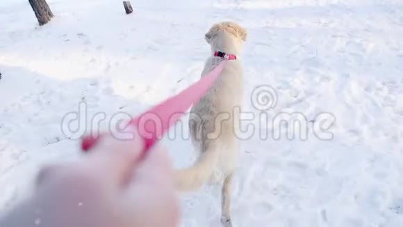 在冬天的森林里拴着狗带着狗的概念走路视频的预览图