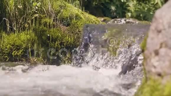 河水在森林中流淌美丽的风景河流山涧视频的预览图