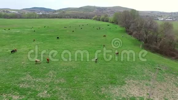飞过一片草地奶牛在上面吃草鸟的视野视频的预览图