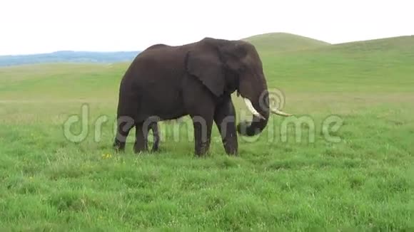 非洲的一只大象视频的预览图