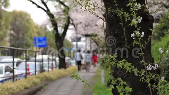 在东京的奇得拉福奇公园开花视频的预览图