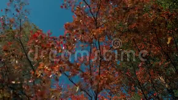在晴朗的日子秋天的森林里红色的落叶脱落了振叶在缓慢下落中向地面缓慢下落视频的预览图
