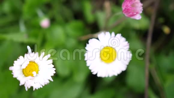 花园里盛开的美丽雏菊夏日时光慢动作3840x2160视频的预览图