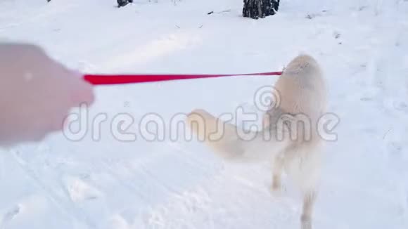 在冬天的森林里拴着狗带着狗的概念走路视频的预览图