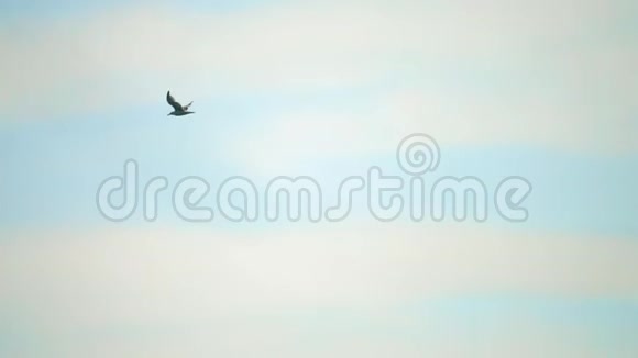 海鸥在空中飞行的慢镜头视频的预览图
