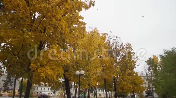秋天的城市公园黄枫的落叶慢动作视频的预览图