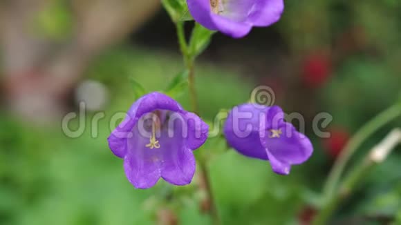 花园里美丽的盛开的紫罗兰色铃铛夏日时光慢动作3840x2160视频的预览图