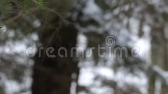 雪下的松枝视频的预览图