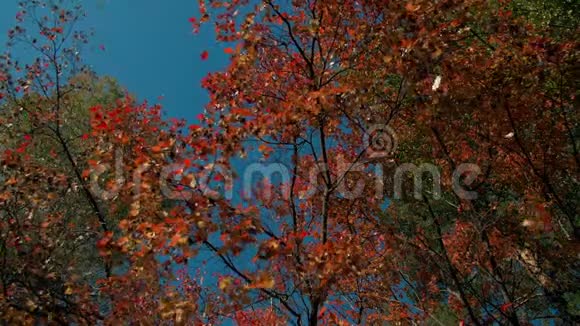 在晴朗的日子秋天的森林里红色的落叶脱落了振叶在缓慢下落中向地面缓慢下落视频的预览图