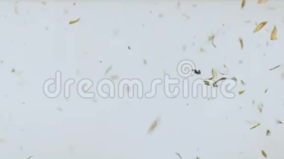 自然粒子在白色背景下受重力作用在空气中飞行视频的预览图