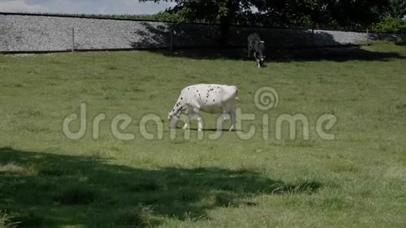 一头牛在阿米什的田野里吃草视频的预览图