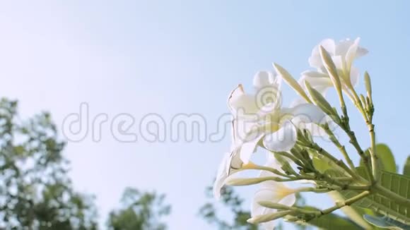 蓝天花园里的Frangipani花视频的预览图