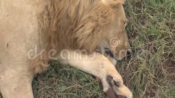 稀树草原上的死狮视频的预览图