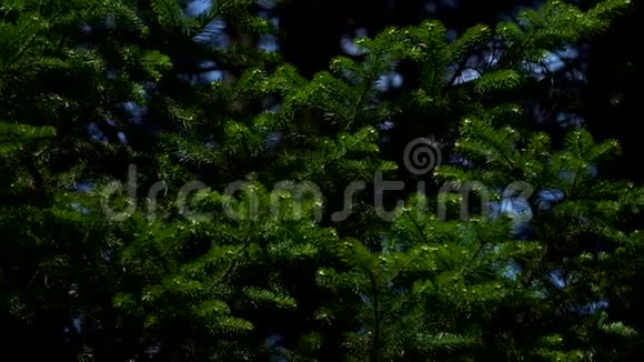 绿色云杉的枝条很大视频的预览图
