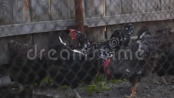 鸡在农场啄绿色植物视频的预览图