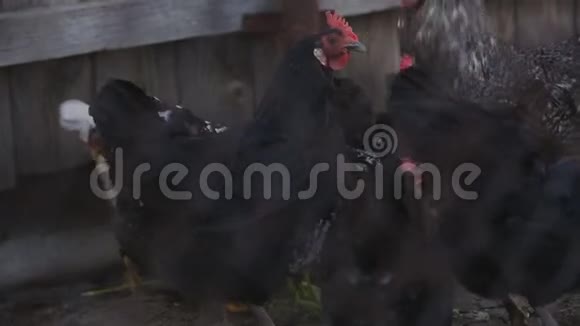 鸡在农场啄绿色植物视频的预览图