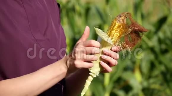 一个女农民的手举起来女人拿着一只玉米耳朵检查它农业视频的预览图