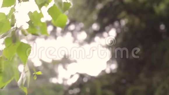 桦树柳絮在树枝特写的春天自然背景上的桦树芽有叶子和肾脏的桦树枝视频的预览图