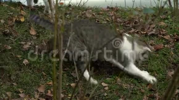 漂亮的灰色条纹猫在院子里玩视频的预览图