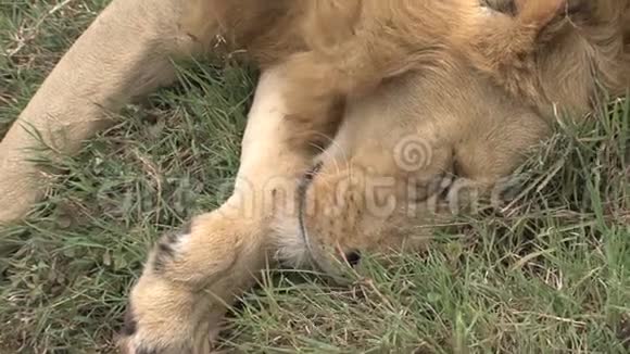 稀树草原上的死狮视频的预览图