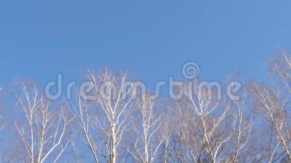 春天的开始没有绿叶的白桦树蓝天视频的预览图