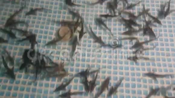 鲟鱼养殖场的鲟鱼苗视频的预览图