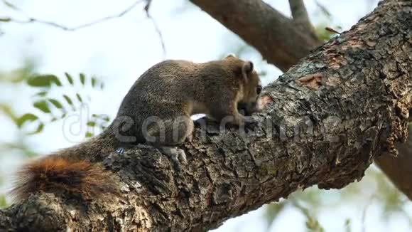 红色松鼠坐在树上视频的预览图