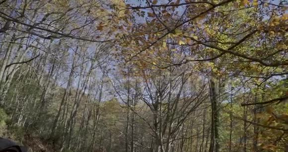 树枝和树叶的横向移动离我们很近视频的预览图