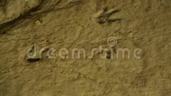 古动物在岩石表面的化石足迹历史考古学视频的预览图