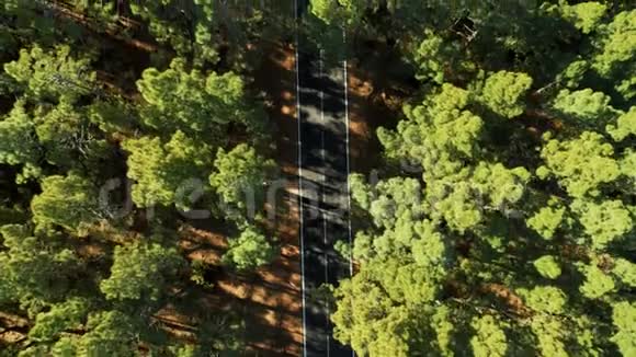 无人机驾驶夏季日落林路视频的预览图