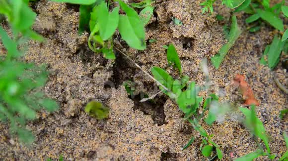 地球上的黑蚂蚁视频的预览图