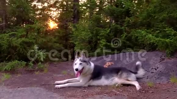 阿拉斯加哈士奇狗正在山顶上享受日落视频的预览图