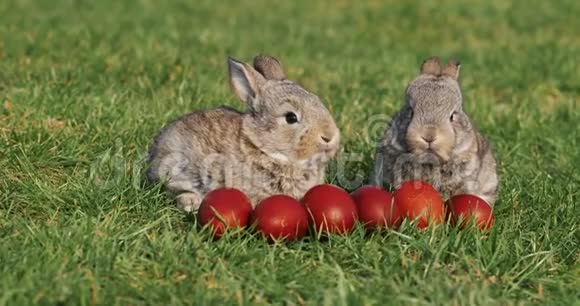 两只有趣的小灰兔坐在绿草中在红色的复活节彩蛋中视频的预览图