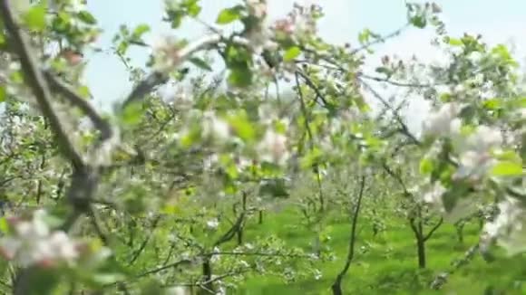 阳光明媚的一天初春盛开的苹果树视频的预览图