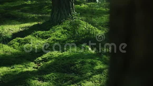 一片多汁的草地鲜艳的绿草覆盖着视频的预览图